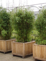 Fargesia murielae 'Jumbo', Schirm-Bambus