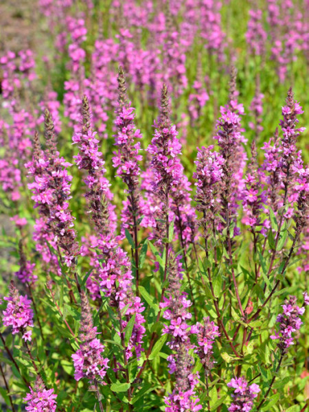 Lythrum salicaria &#039;Robert&#039;, Blutweiderich