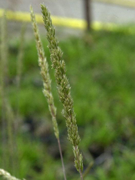 Koeleria glauca (M), Blaues Schillergras