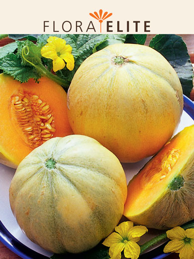 Melone 'Charentais' (Art.Nr. 21280)