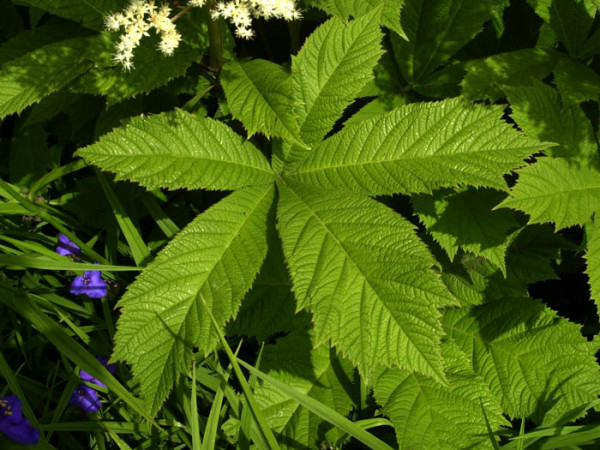 Rodgersia aesculifolia, Kastanienblättriges Schaublatt