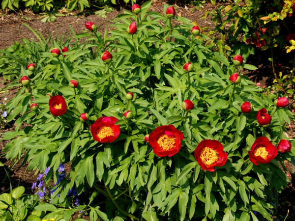 Paeonia x lactiflora &#039;Flame&#039;, Edel-Pfingstrose