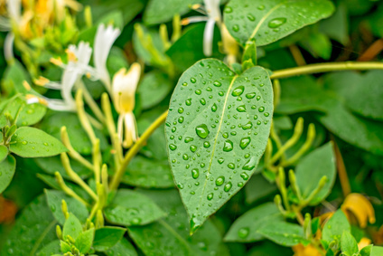 blatt-lonicera