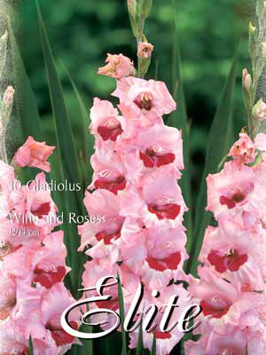 Großblumige Gladiole &#039;Wine and Roses&#039;, Gladiolus (Art.Nr. 521326)