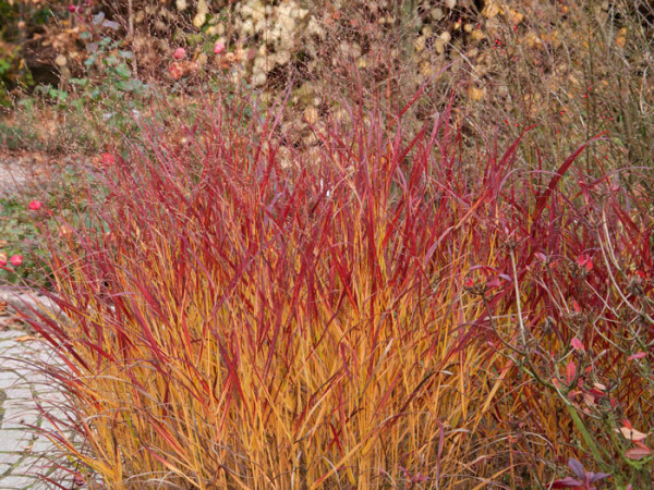 Panicum virgatum &#039;Rehbraun&#039; (M), Rotbraune Ruten-Hirse