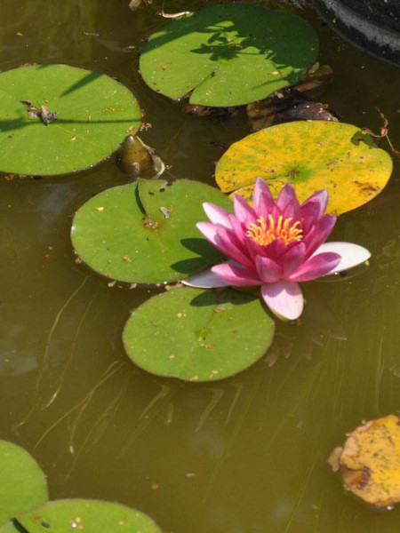 Nymphaea Hybride &#039;Attraction&#039;, Seerose, Teichrose