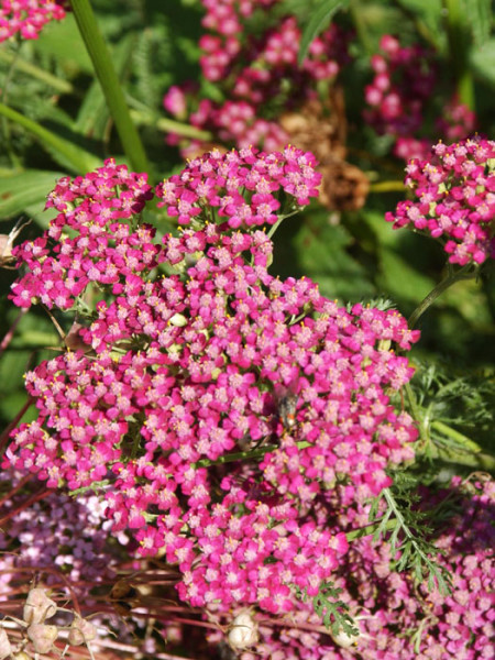 Achillea millefolium &#039;Cerise Queen&#039;, Schafgarbe