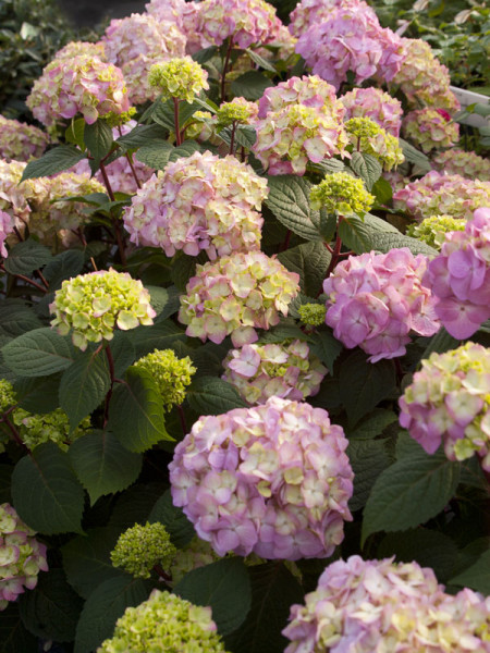 Hydrangea macrophylla &#039;Endless Summer BloomStar&#039;®