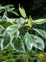 Cornus alba 'Elegantissima', Weißbunter Hartriegel