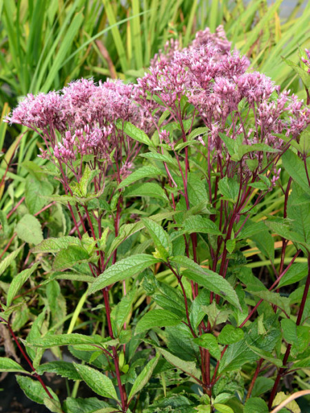 Eupatorium fistulosum &#039;Baby Joe&#039;®, Wasserdost, Riesenschirm