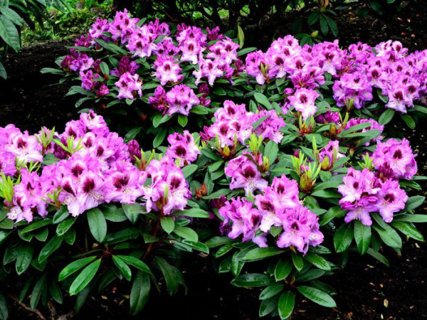 Rhododendron &#039;Pfauenauge&#039;