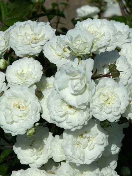 Rose Alba Meidiland in reinstem Weiß