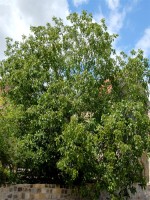 Juglans regia, Walnuss-Sämling