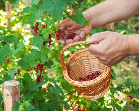 Johannisbeeren-pfluecken