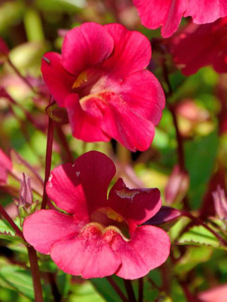 Mimulus cupreus &#039;Roter Kaiser&#039;, Rote Gauklerblume