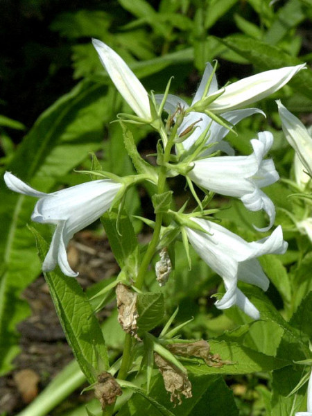 Campanula latifolia var. macrantha &#039;Alba&#039;, Breitblättrige weiße Wald-Glockenblume