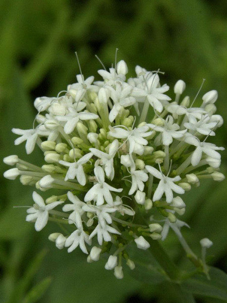 Centranthus ruber &#039;Albus&#039;, weiße Spornblume