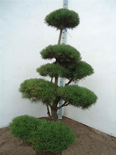 Pinus sylvestris - Bonsai , XXL-Produkt