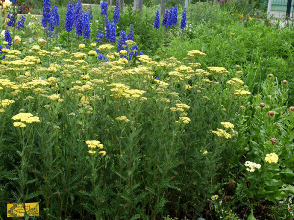 Achillea filipendulina &#039;Credo&#039; (M), Schafgarbe, Goldquirl-Garbe