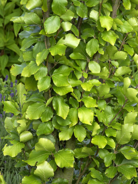 Fagus sylvatica &#039;Dawyck Gold&#039;, Gelbe Säulenbuche