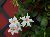 Weiße Dipladenie, Mandevilla