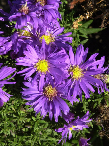 Aster dumosus &#039;Augenweide&#039;, violette Kissen-Aster, Herbst-Aster