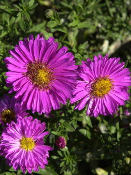 Aster dumosus &#039;Starlight&#039;, Kissen-Aster, Herbst-Aster