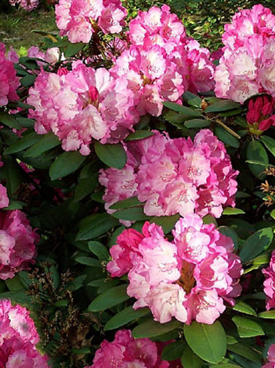 Rhododendron yakushimanum &#039;Dreamland&#039;