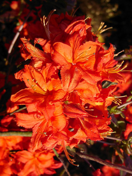 Rhododendron luteum &#039;Fireball&#039;, sommergrüne japanische Gartenazalee