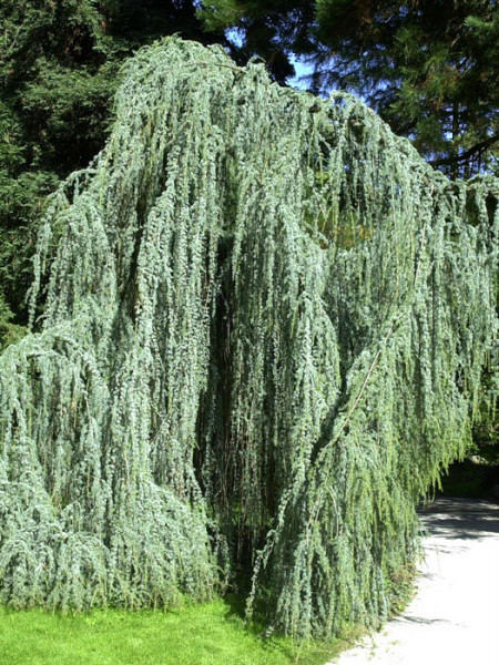 Cedrus atlantica &#039;Glauca Pendula&#039;, Hängende Blauzeder