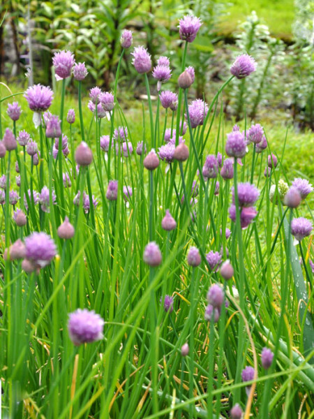 Schnittlauch, Allium schoenoprasum