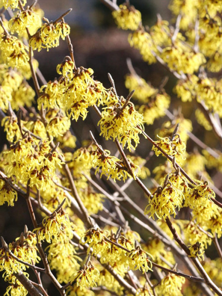 Die Zaubernuss 'Arnold Promise' in voller Blüte