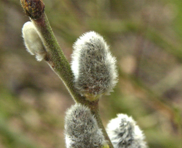 Salix caprea &#039;Mas&#039;, Männliche Kätzchenweide, Palmweide