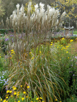 Miscanthus sinensis 'Malepartus' (M), China-Schilf