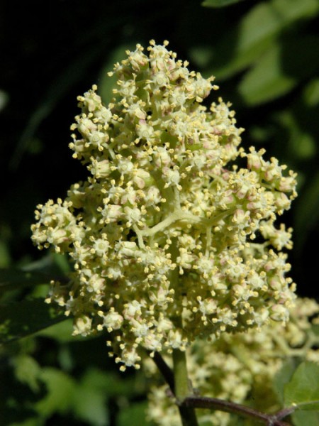 Sambucus racemosa, Traubenholunder