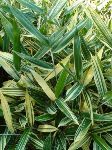 Sasaella glabra (masmuneana) &#039;Albostriata&#039;, Gestreifter Zwerg-Bambus