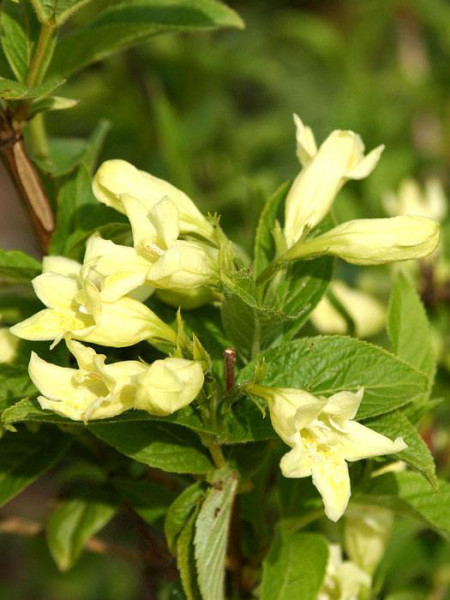 Blüte der gelben Weigelie