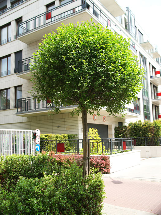 Prunus fruticosa Globosa