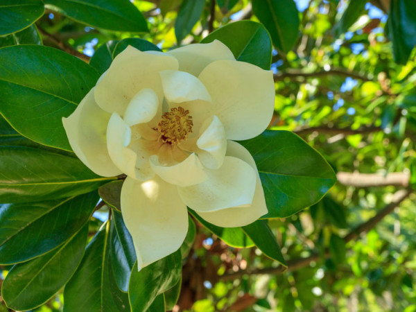 Magnolia &#039;Honey Tulip&#039;, Magnolie