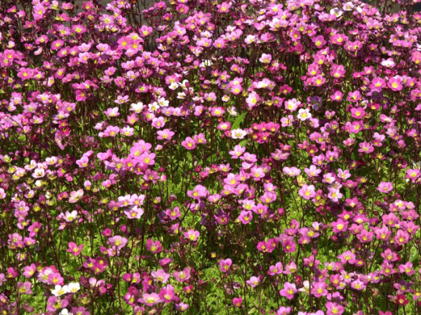 Saxifraga x arendsii &#039;Blütenteppich&#039;, Moos-Steinbrech