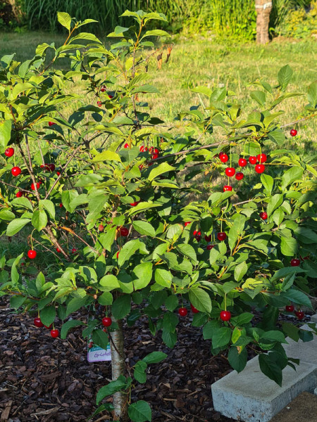 Zwerg-Sauerkirsche &#039;Griotella&#039;, Prunus cerasus &#039;Griotella&#039;