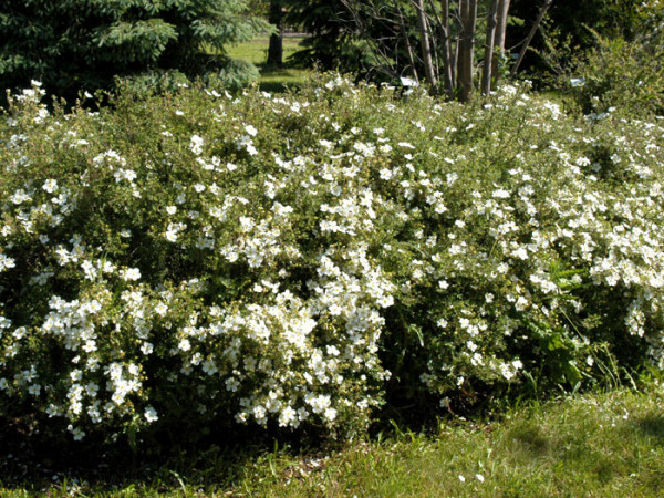 Fünffingerstrauch Abbotswood Hecke