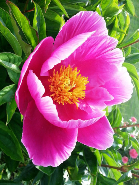 Paeonia x lactiflora 'Dancing Butterfly', Edel-Pfingstrose