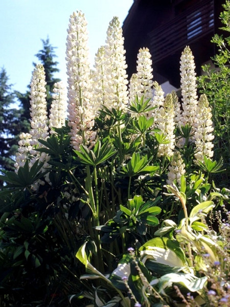 Lupinus polyphyllus &#039;Fräulein&#039;, Lupine, Wolfsbohne