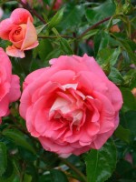 Rose Sommersonne ® - Kordes