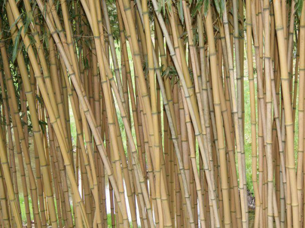 Phyllostachys aureosulcata aureocaulis, Goldener Peking Bambus