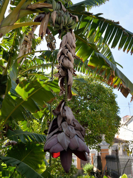 Musa ensete, Zierbanane