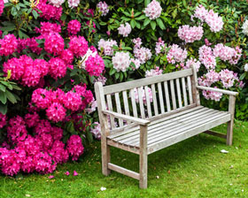 Rhododendron-im-garten