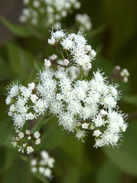 Eupatorium rugosum &#039;Chocolate&#039;, braunblättriger Wasserdost, Riesenschirm