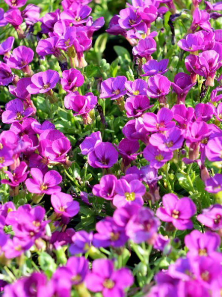 Aubrieta Hybride &#039;Rosenteppich&#039;, Blaukissen